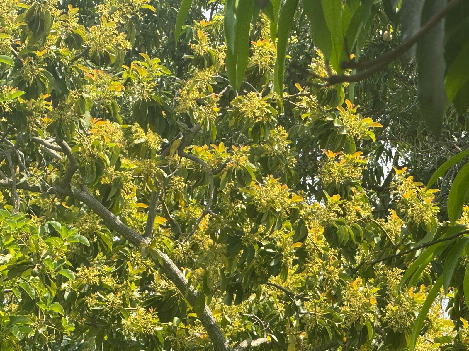PIZFN Green Spaces
